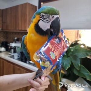 Two amazing Blue & Yellow macaw parrots WhatsApp : +639060393920 | PostAds PH