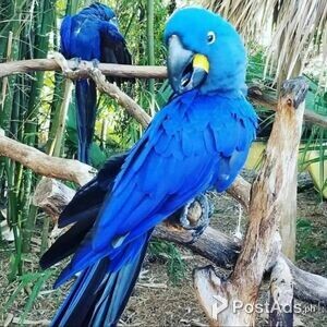 1 Year pair Hyacinth Macaw parrots | PostAds PH