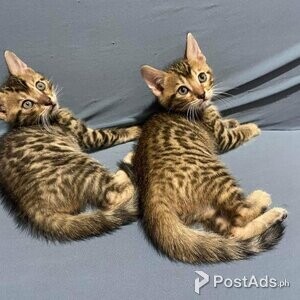 bengal Kittens/ 14keys | PostAds PH