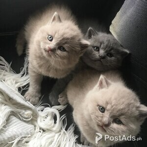 Pure british shorthair kittens grey and lilacs | PostAds PH