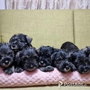 Quality Miniature Schnauzer Puppies | PostAds PH