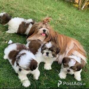 vacinated shih tzu puppies for adoption | PostAds PH