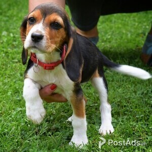 BEAGLE PUPPY | PostAds PH