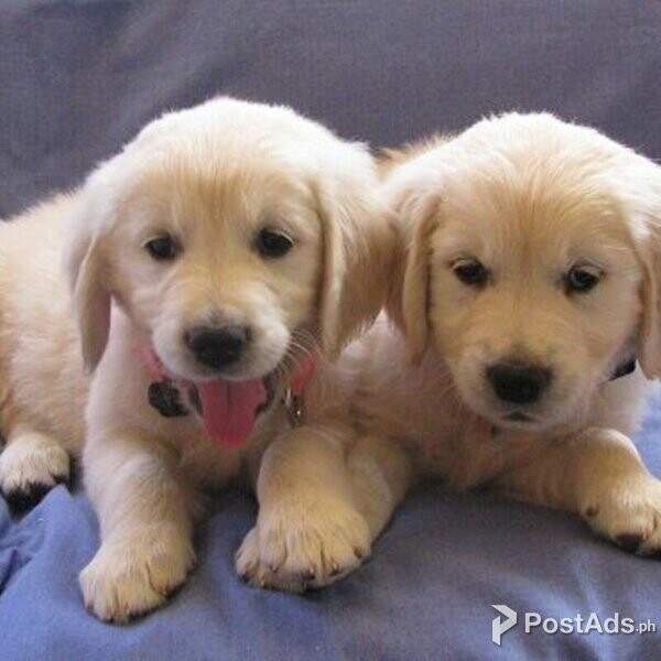 champions golden retriever puppies for rehoming