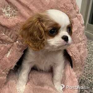 smart king james puppies for a rehoming | PostAds PH
