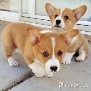 Fluffy Pembroke Corgi Champion Bloodline | PostAds PH
