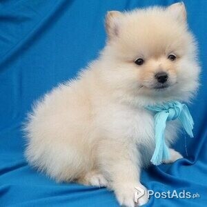 POMERANIAN PURE BREED | PostAds PH
