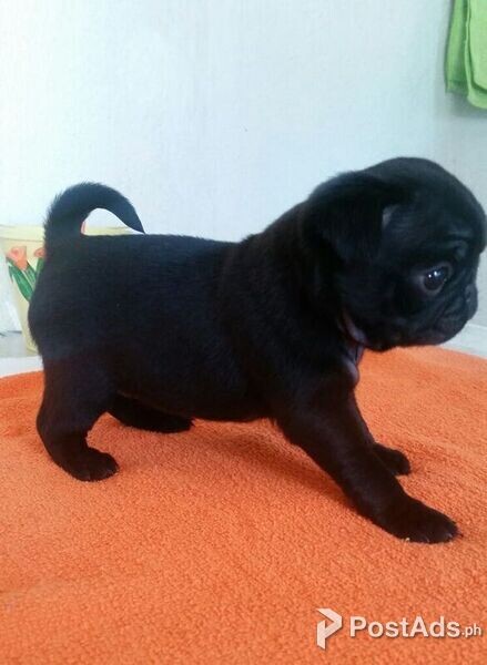 Pug Puppies 