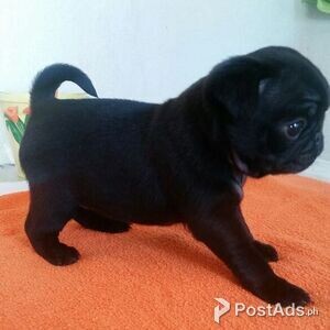 Pug Puppies | PostAds PH