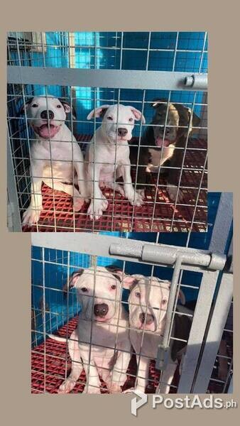 American Bully 3 months