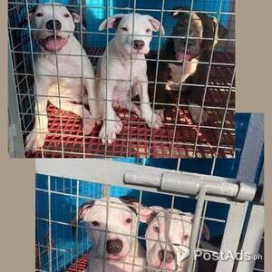 American Bully 3 months | PostAds PH