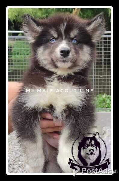 Siberian Husky