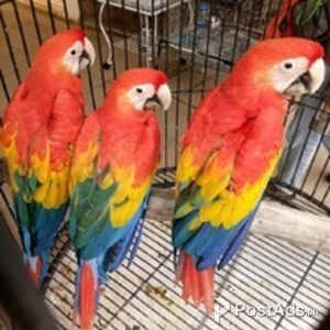 Scarlet Macaw Parrots With Papers | PostAds PH