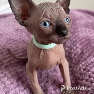 Gorgeous Sphynx Babies | PostAds PH