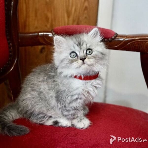 Persian kittens