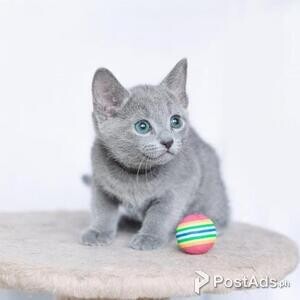 Russian blue kitten | PostAds PH