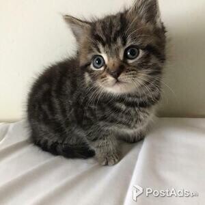 Great Companion Maine Coon Kittens | PostAds PH
