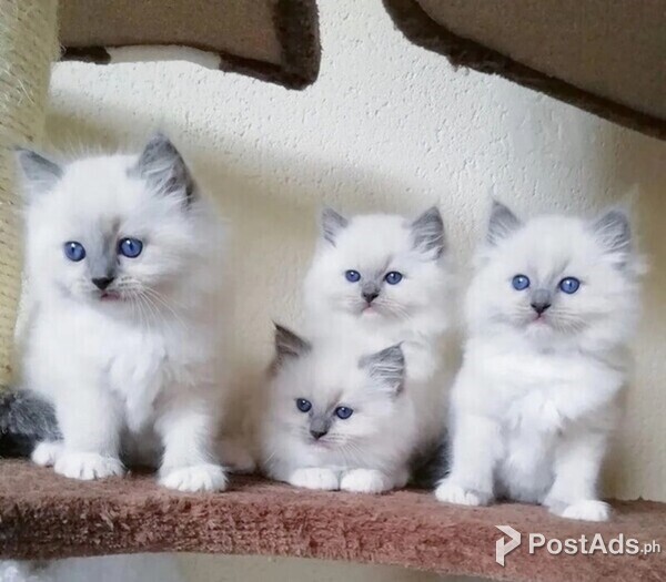 Purebred Ragdoll kittens
