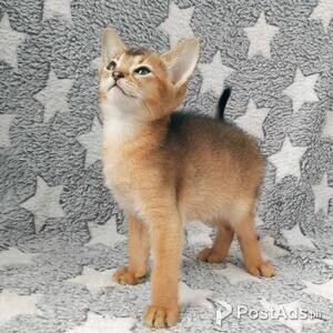 Beautiful Abyssinian kittens | PostAds PH