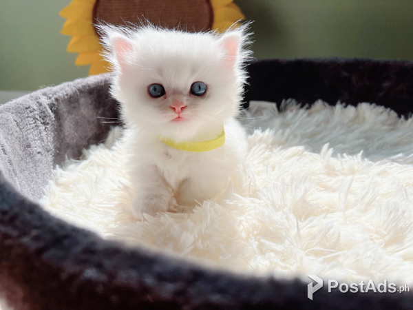 Short Legs Munchkin Kittens 
