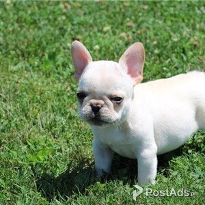 French bulldog puppies | PostAds PH