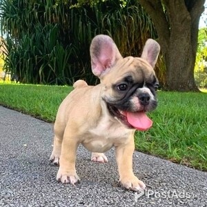 Adorable Frenchie dog puppy | PostAds PH