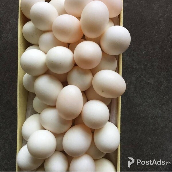 FERTILE MACAW PARROT EGGS