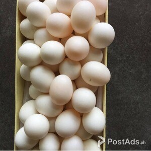 FERTILE MACAW PARROT EGGS | PostAds PH