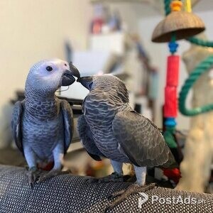 ADULT AND BABY MACAW PARROTS FOR SALE | PostAds PH