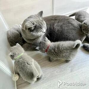 British Short Hair Kittens | PostAds PH