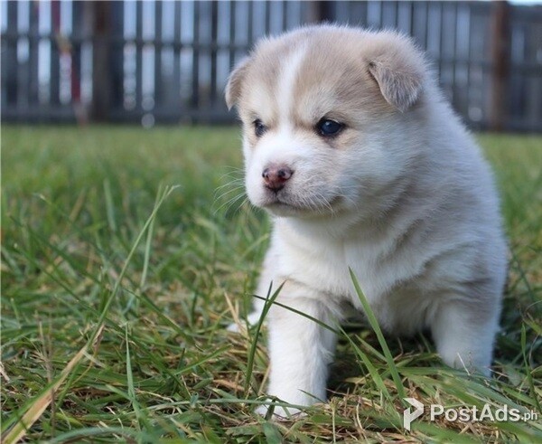 Pomsky puppy WhatsApp Me  ( +639060393920