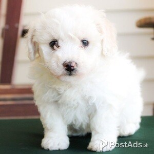 Bichon Frise puppies | PostAds PH