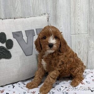 F1 cavapoo puppies | PostAds PH