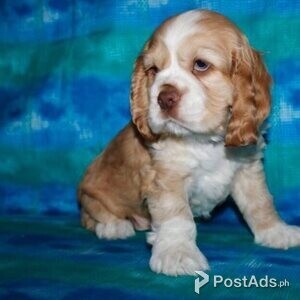 Beautiful Show Type Cocker Spaniels | PostAds PH
