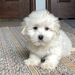 House trained coton de tulear puppies | PostAds PH