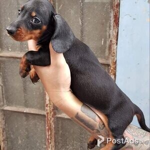 Adorable Miniature Dachshund pups | PostAds PH