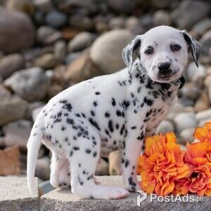 Healthy And Playful Dalmatian Puppies | PostAds PH