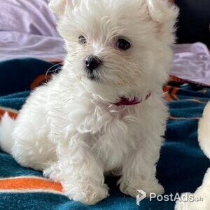 Healthy Teacup Maltese Puppies | PostAds PH