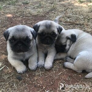 Pug Puppies | PostAds PH