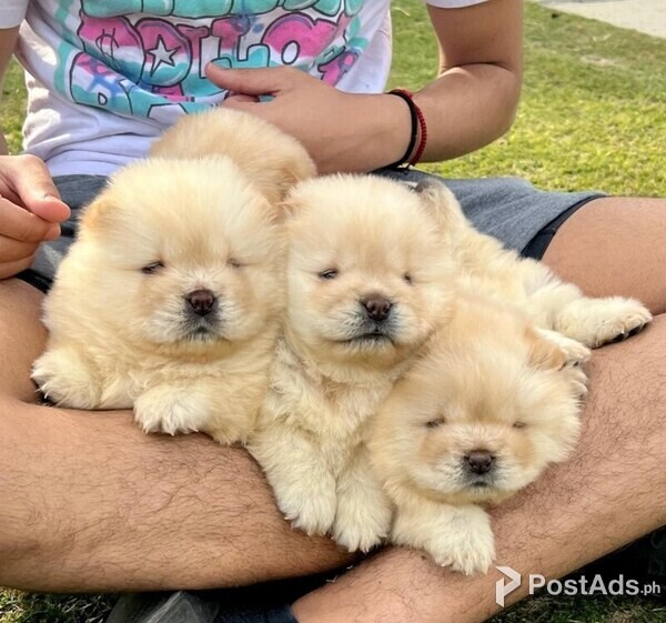 Chow Chow Puppies