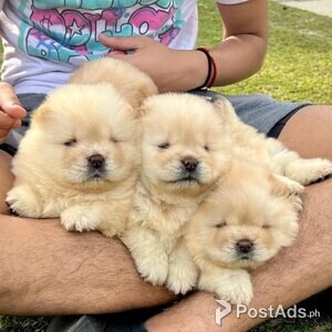 Chow Chow Puppies | PostAds PH