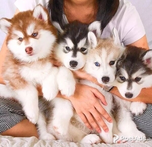 Siberian Huskies