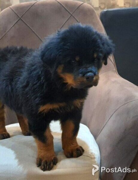 Rottweiler puppies for adoption 