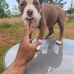 English bulldog puppies available now for adoption | PostAds PH