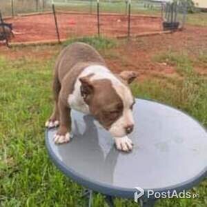 English bulldog puppies for adoption | PostAds PH