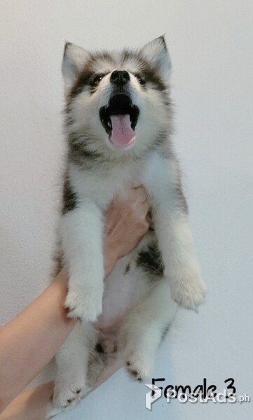 Female siberian husky complete vaccine