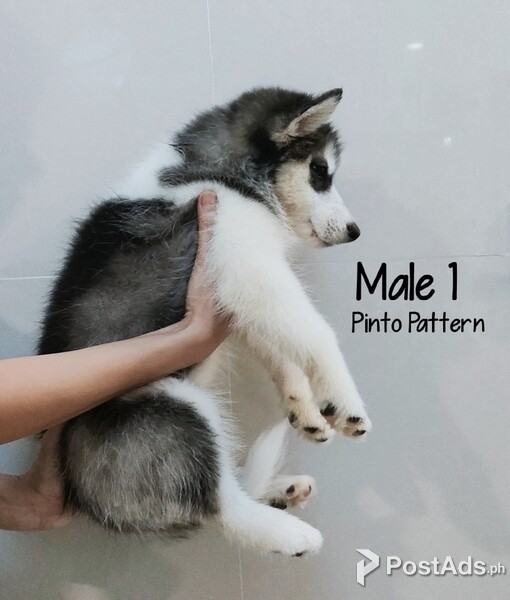 Male siberian husky big boned