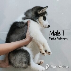Male siberian husky big boned | PostAds PH