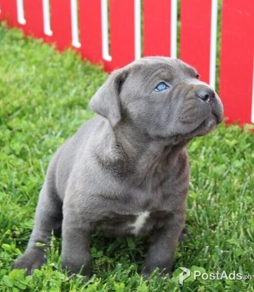 Cute Cane corso mastiff puppy 