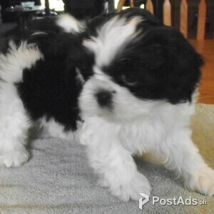 Quality Bred Family Rasied Shih Tzu/whatsapp/viber/+63 956 557 | PostAds PH